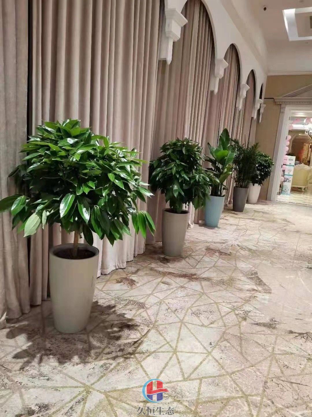 海盐酒店走廊花卉绿植摆放
